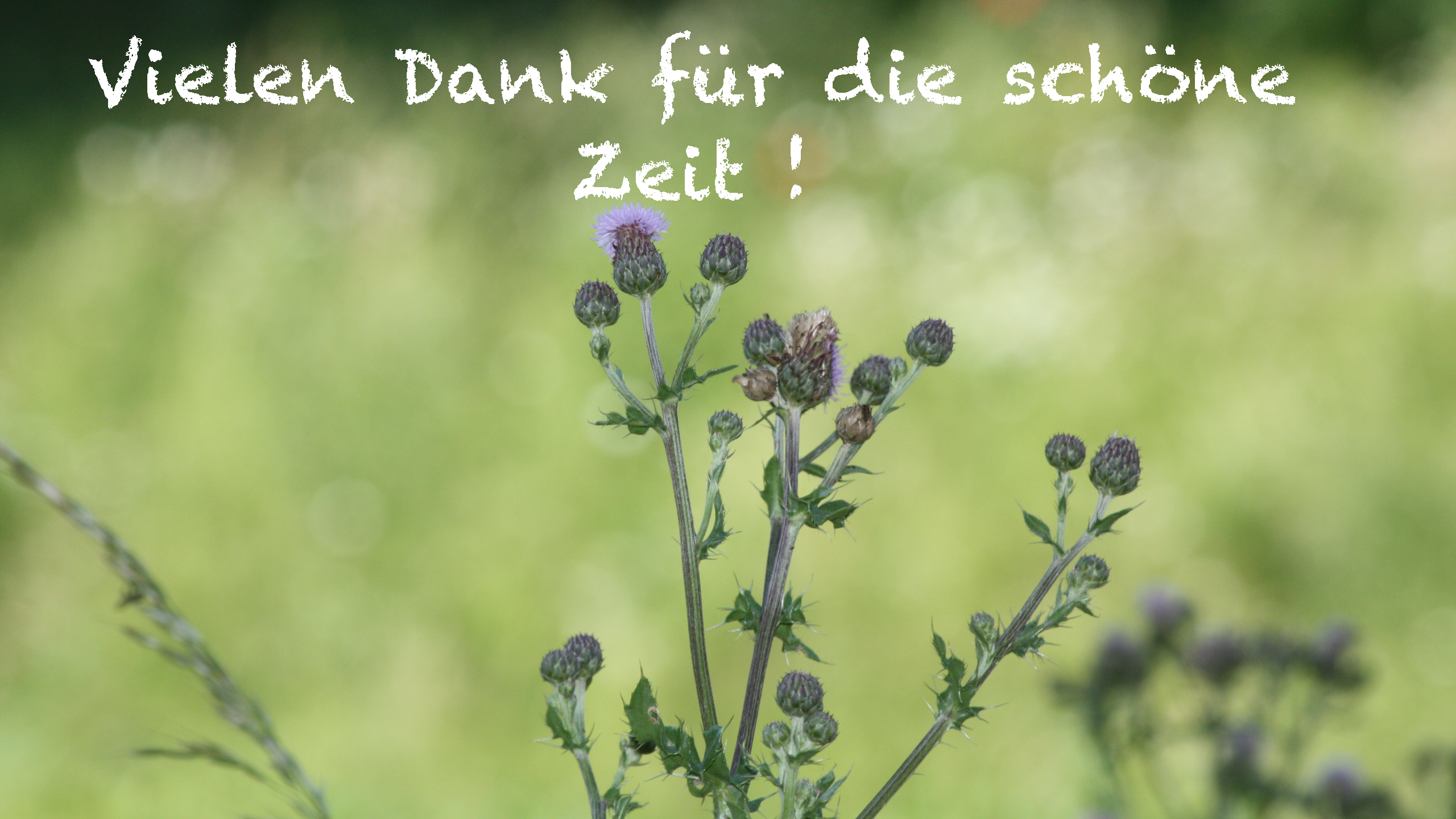 Bild 15 von 16 im Bilderkarussel