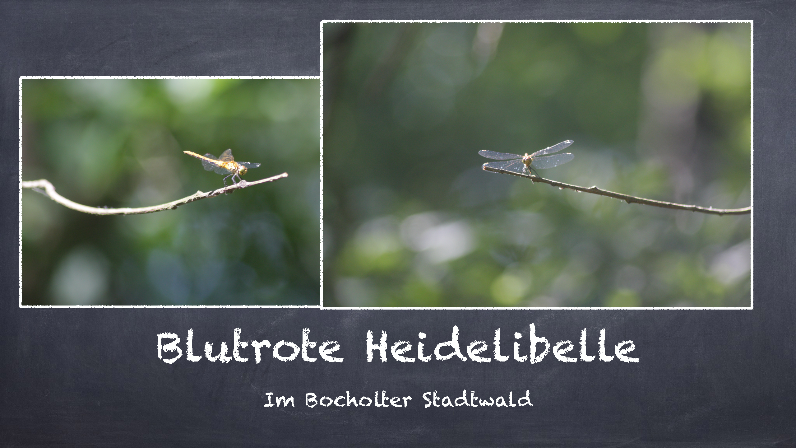 Bild 14 von 16 im Bilderkarussel